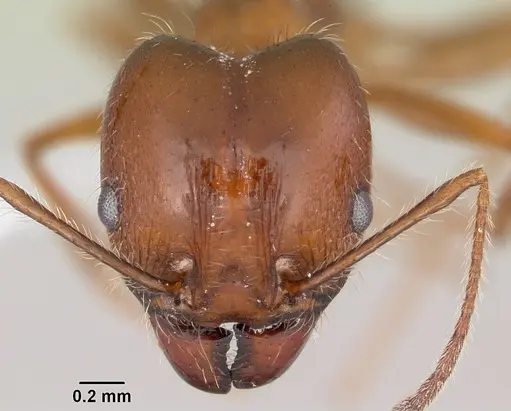 Pheidole sitiens specimen CASENT0104755 image casent0104755_2
