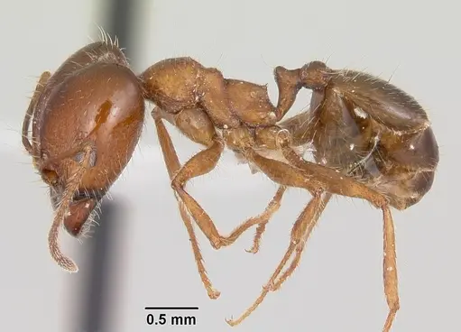 Pheidole sitiens specimen CASENT0104755 image casent0104755_3