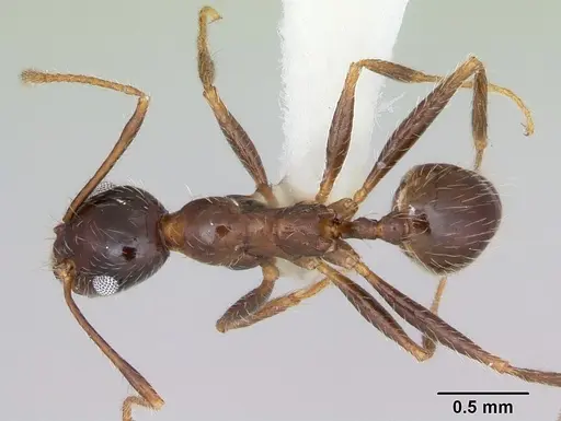Pheidole sitiens specimen CASENT0104926 image casent0104926_1