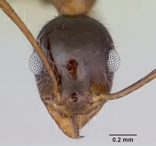 Pheidole sitiens specimen CASENT0104926 image casent0104926_2