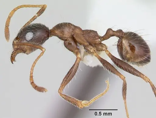 Pheidole sitiens specimen CASENT0104926 image casent0104926_3