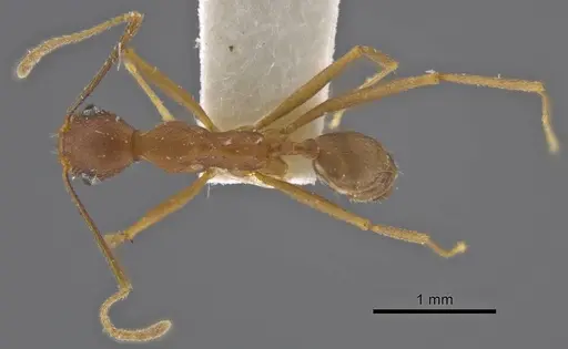 Pheidole skwarrae specimen CASENT0636796 image casent0636796_1