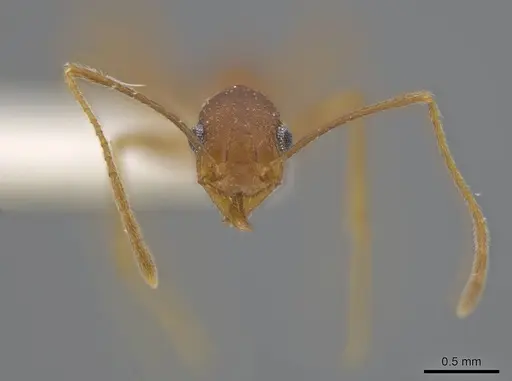 Pheidole skwarrae specimen CASENT0636796 image casent0636796_2