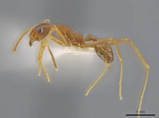 Pheidole skwarrae specimen CASENT0636796 image casent0636796_3
