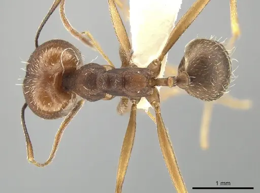 Pheidole skwarrae specimen CASENT0643968 image casent0643968_1