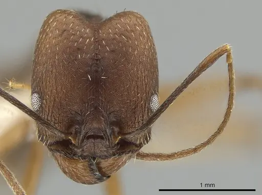 Pheidole skwarrae specimen CASENT0643968 image casent0643968_2
