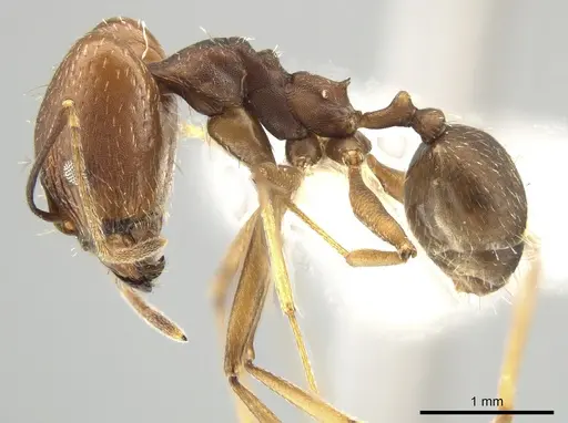 Pheidole skwarrae specimen CASENT0643968 image casent0643968_3