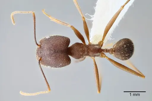 Pheidole skwarrae specimen CASENT0649704 image casent0649704_1