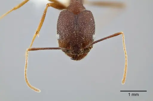 Pheidole skwarrae specimen CASENT0649704 image casent0649704_2