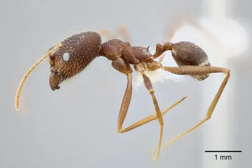Pheidole skwarrae specimen CASENT0649704 image casent0649704_4