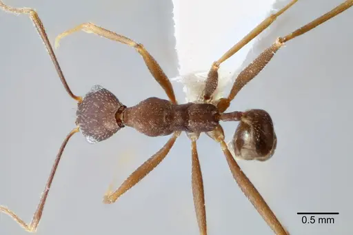 Pheidole skwarrae specimen CASENT0649705 image casent0649705_1