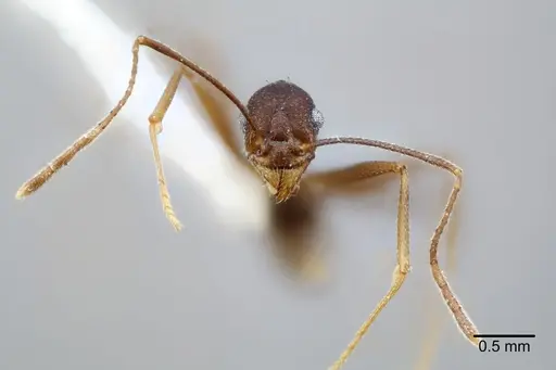 Pheidole skwarrae specimen CASENT0649705 image casent0649705_2
