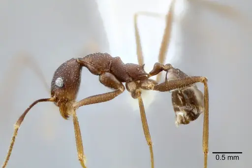 Pheidole skwarrae specimen CASENT0649705 image casent0649705_3