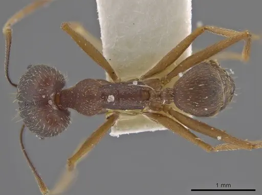 Pheidole skwarrae specimen JTLC000016530 image jtlc000016530_1