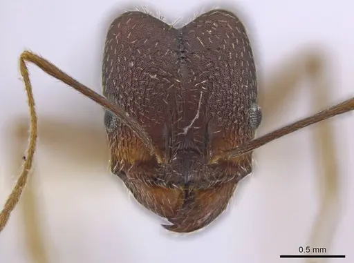 Pheidole skwarrae specimen JTLC000016530 image jtlc000016530_2