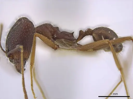 Pheidole skwarrae specimen JTLC000016530 image jtlc000016530_3
