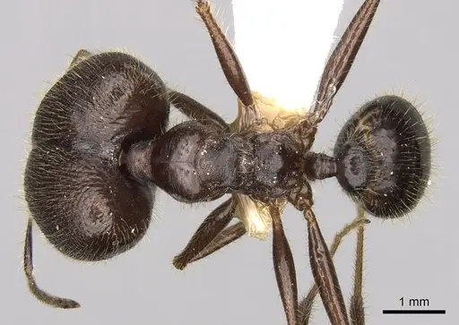 Pheidole smythiesii specimen CASENT0281647 image casent0281647_1