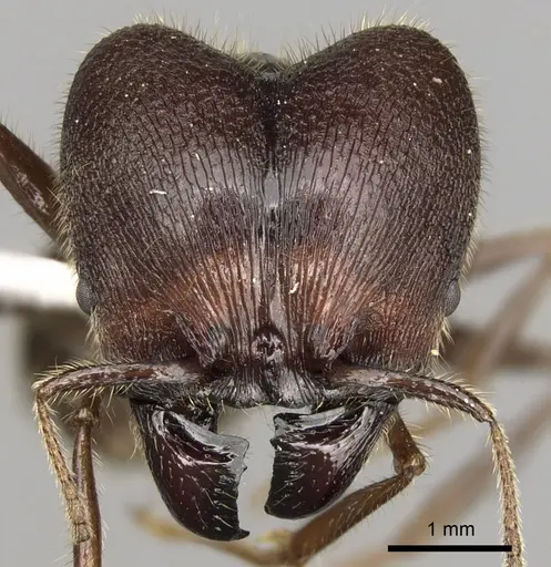 Pheidole smythiesii specimen CASENT0281647 image casent0281647_2