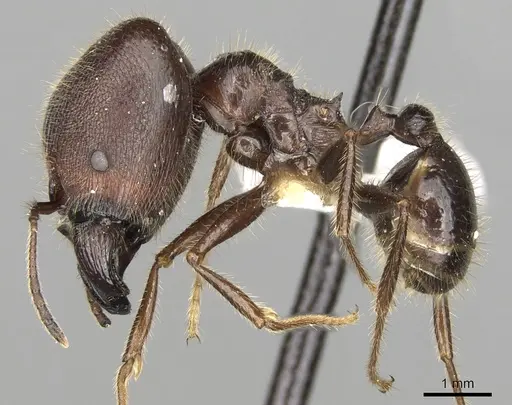 Pheidole smythiesii specimen CASENT0281647 image casent0281647_3