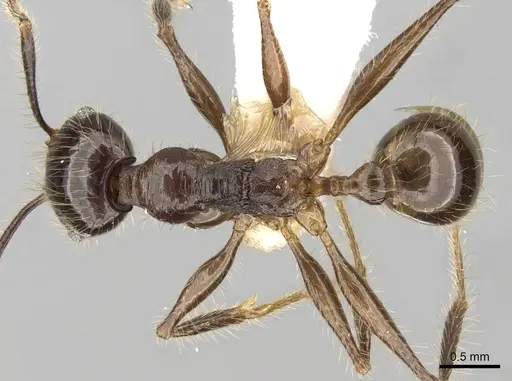 Pheidole smythiesii specimen CASENT0281648 image casent0281648_1