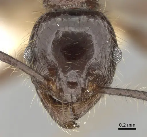 Pheidole smythiesii specimen CASENT0281648 image casent0281648_2