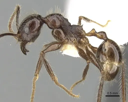 Pheidole smythiesii specimen CASENT0281648 image casent0281648_3
