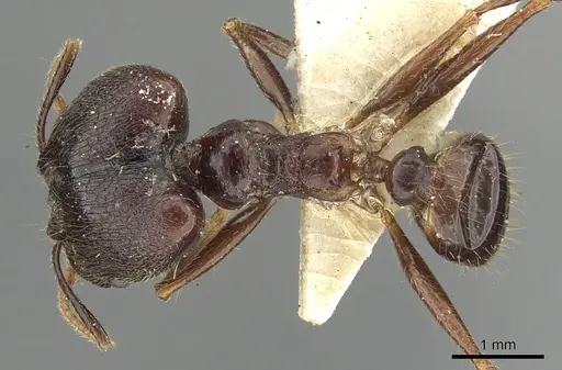 Pheidole smythiesii specimen CASENT0901502 image casent0901502_1