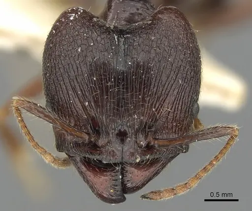 Pheidole smythiesii specimen CASENT0901502 image casent0901502_2