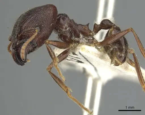 Pheidole smythiesii specimen CASENT0901502 image casent0901502_3