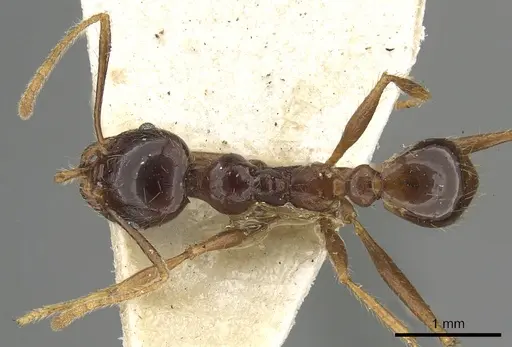 Pheidole smythiesii specimen CASENT0901503 image casent0901503_1