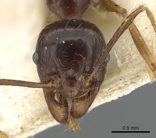 Pheidole smythiesii specimen CASENT0901503 image casent0901503_2
