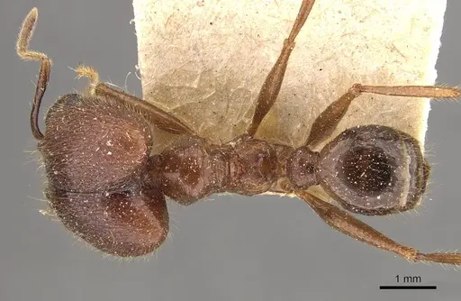 Pheidole smythiesii specimen CASENT0908315 image casent0908315_1
