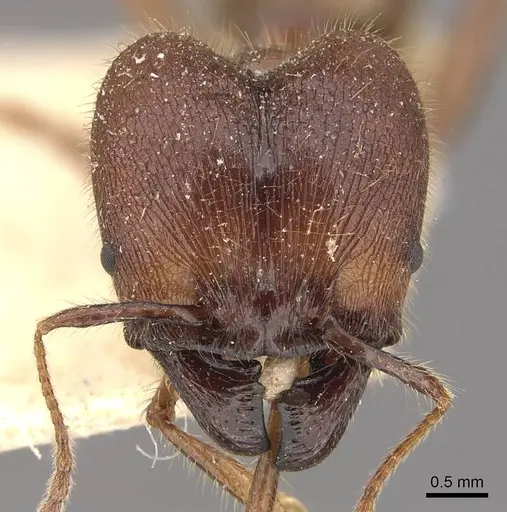 Pheidole smythiesii specimen CASENT0908315 image casent0908315_2