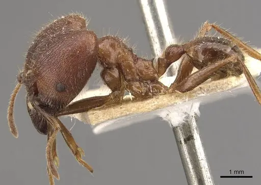 Pheidole smythiesii specimen CASENT0908315 image casent0908315_3