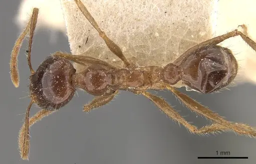 Pheidole smythiesii specimen CASENT0908316 image casent0908316_1