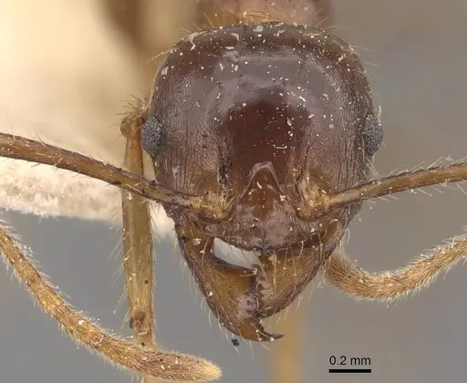Pheidole smythiesii specimen CASENT0908316 image casent0908316_2