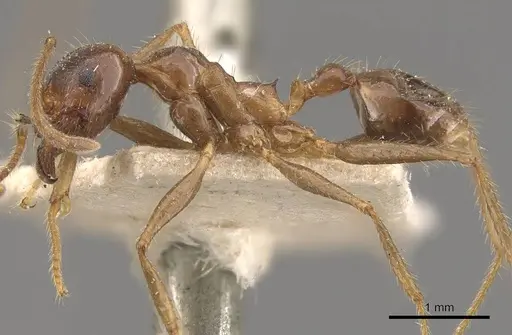 Pheidole smythiesii specimen CASENT0908316 image casent0908316_3