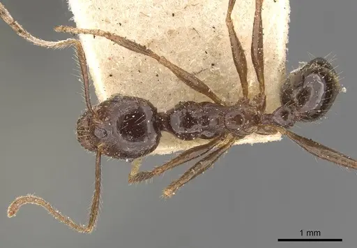 Pheidole smythiesii specimen CASENT0908317 image casent0908317_1