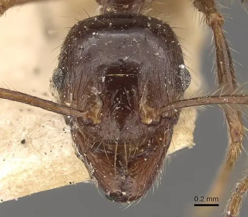 Pheidole smythiesii specimen CASENT0908317 image casent0908317_2