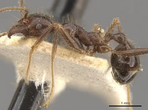 Pheidole smythiesii specimen CASENT0908317 image casent0908317_3