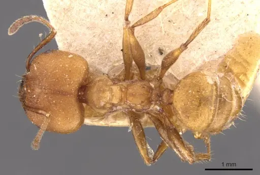 Pheidole socrates specimen CASENT0908091 image casent0908091_1
