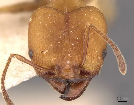 Pheidole socrates specimen CASENT0908091 image casent0908091_2