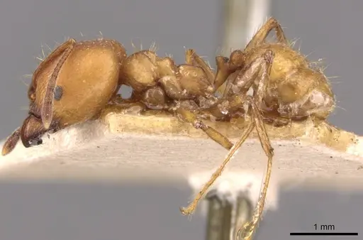 Pheidole socrates specimen CASENT0908091 image casent0908091_3