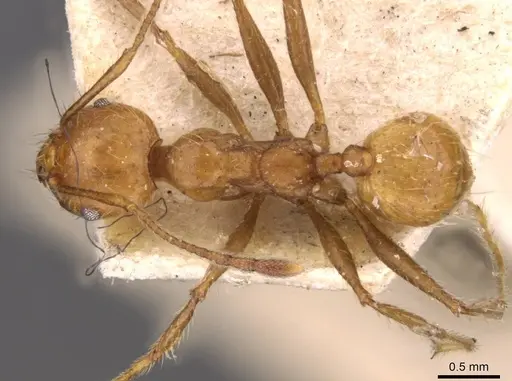 Pheidole socrates specimen CASENT0908092 image casent0908092_1