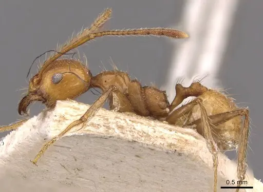 Pheidole socrates specimen CASENT0908092 image casent0908092_3