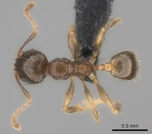Pheidole sofia specimen CASENT0120434 image casent0120434_1