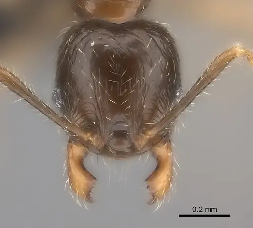 Pheidole sofia specimen CASENT0120434 image casent0120434_2