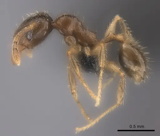 Pheidole sofia specimen CASENT0120434 image casent0120434_3