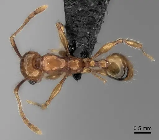 Pheidole sofia specimen CASENT0134184 image casent0134184_1