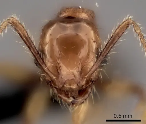Pheidole sofia specimen CASENT0134184 image casent0134184_2